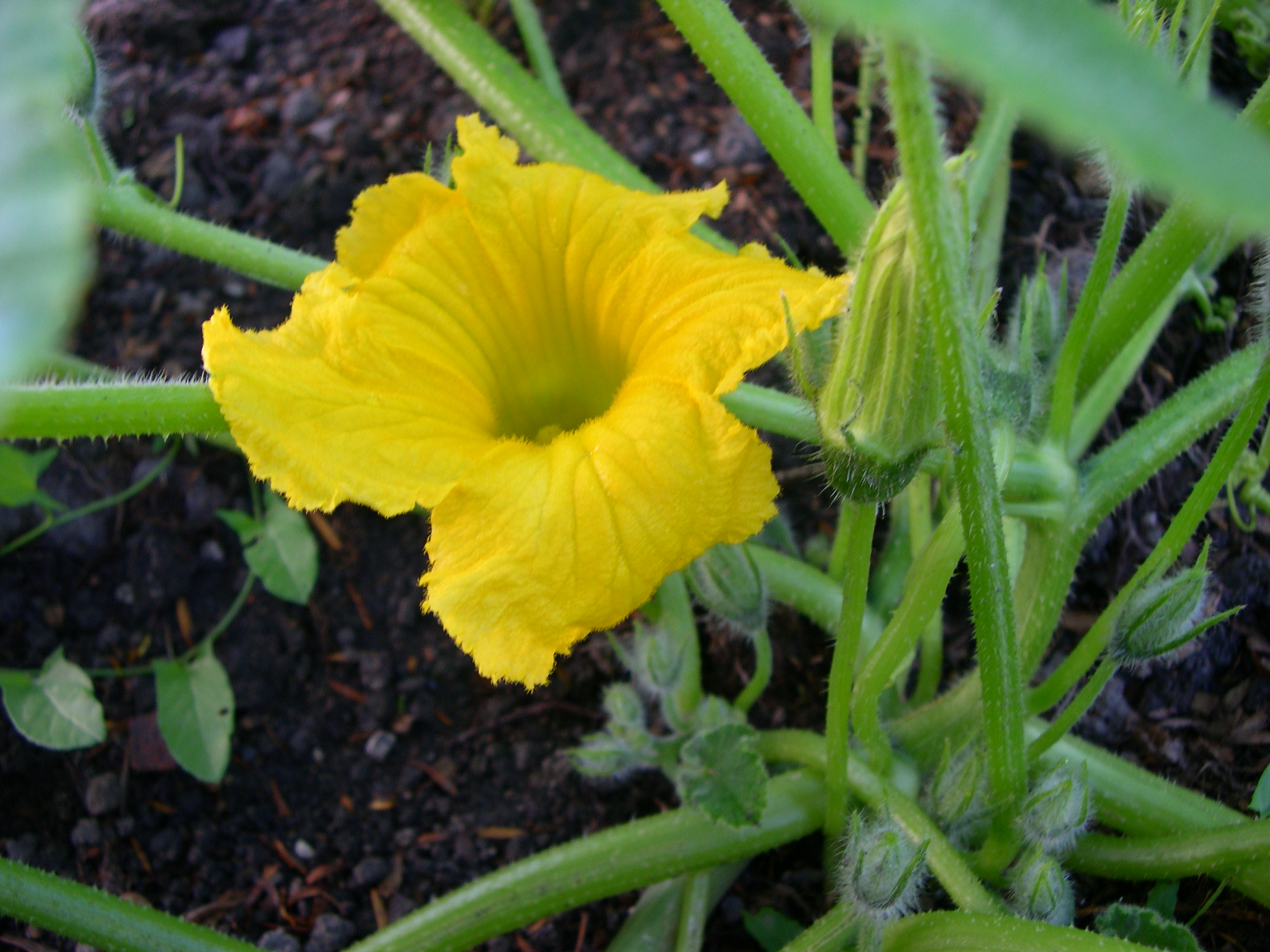 Kabocha at NamaYasai LLP Japanese Vegetable Growers in the UK